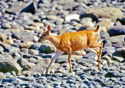 Odocoileus hemionus